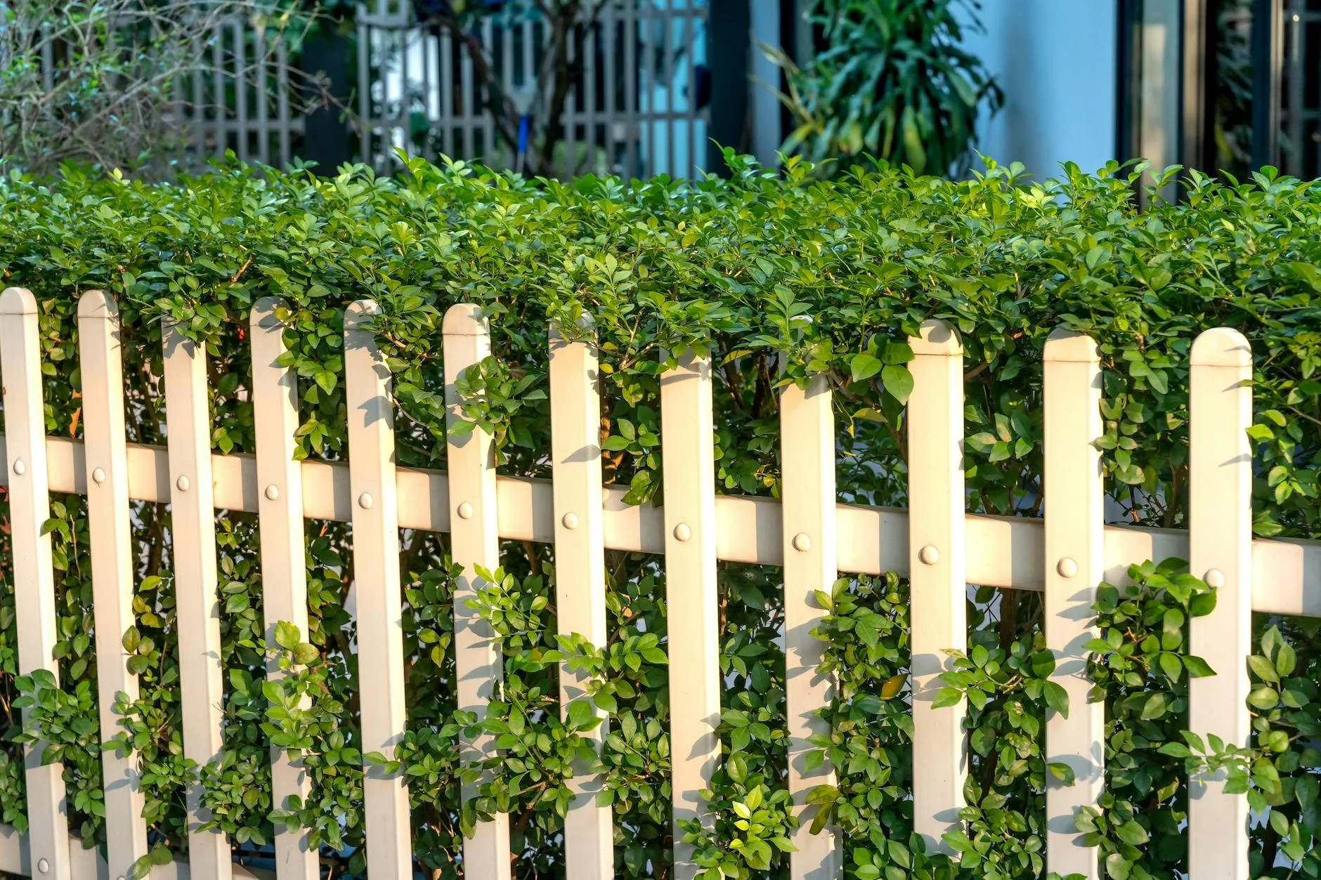 Garden privacy screening with fence and plants